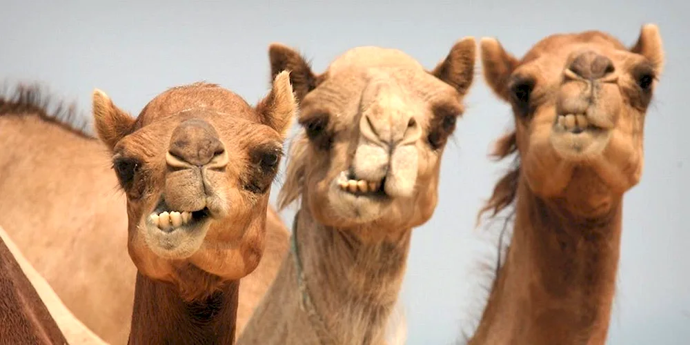 Funny camel