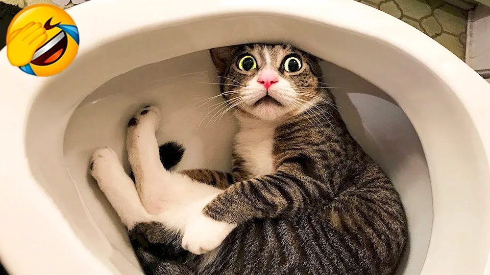 Funny cat jokes