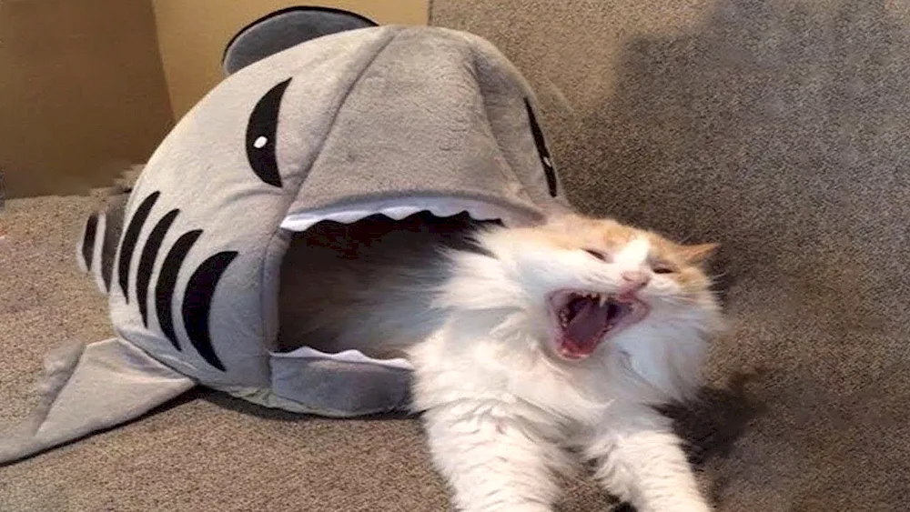 Cats laughing to tears
