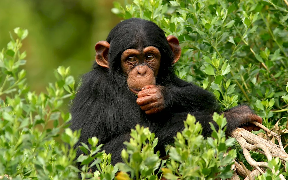 Chimpanzee primates