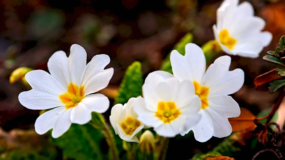 Primula primrose