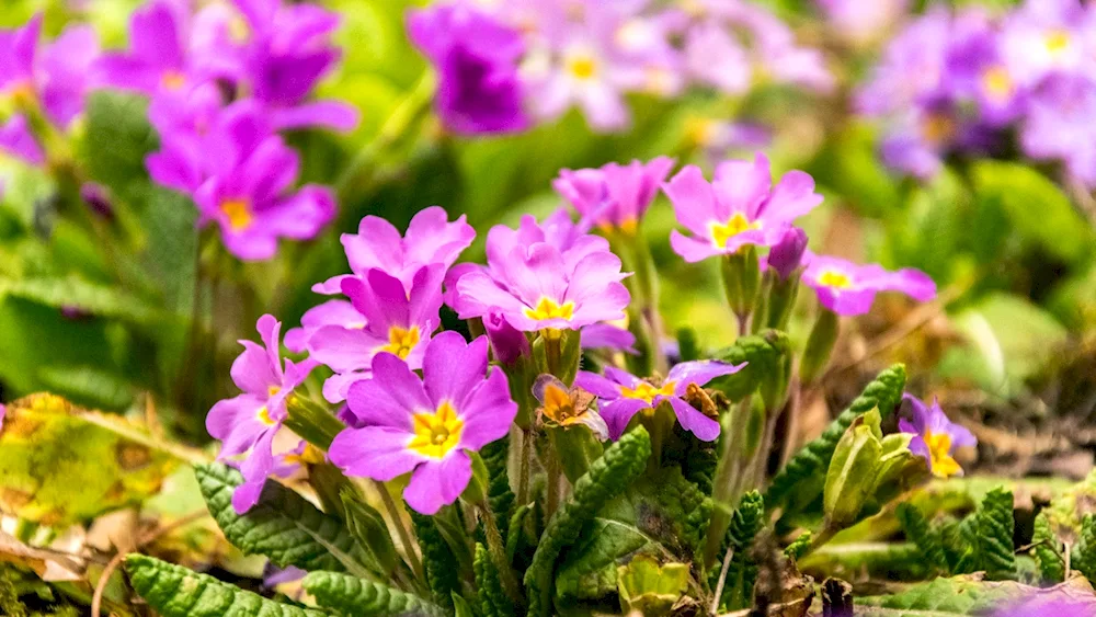 Primula crocus