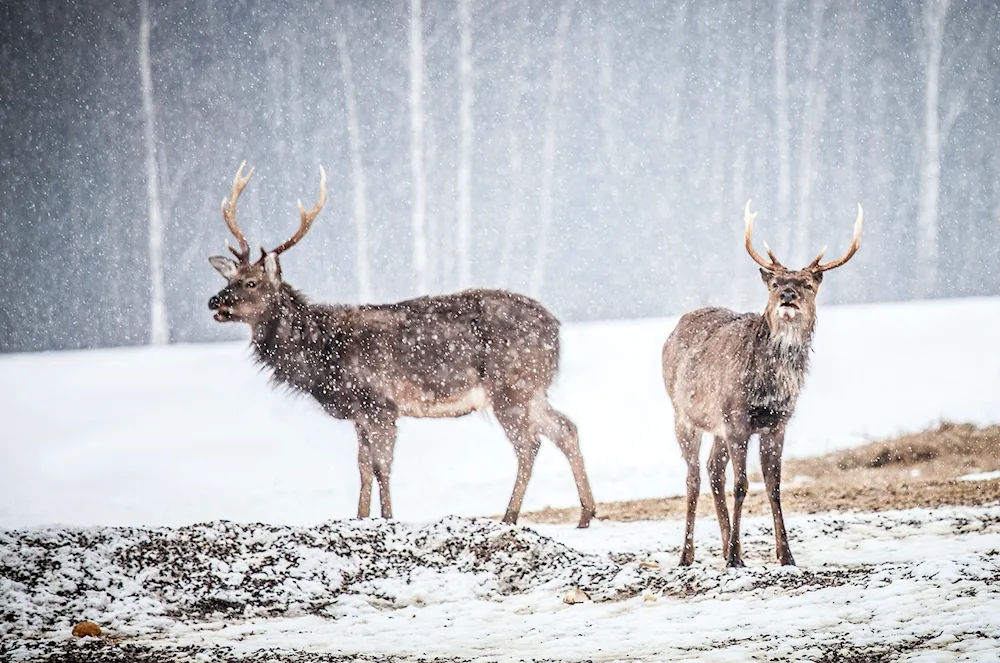 Prioksko-Terrasny Reserve Elk