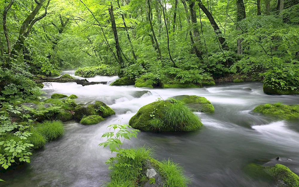 Schwarzwald ruchei