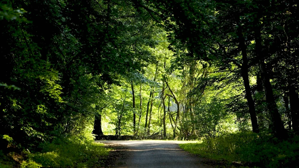 Night forest