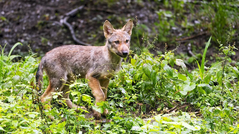 Nature wolf cub