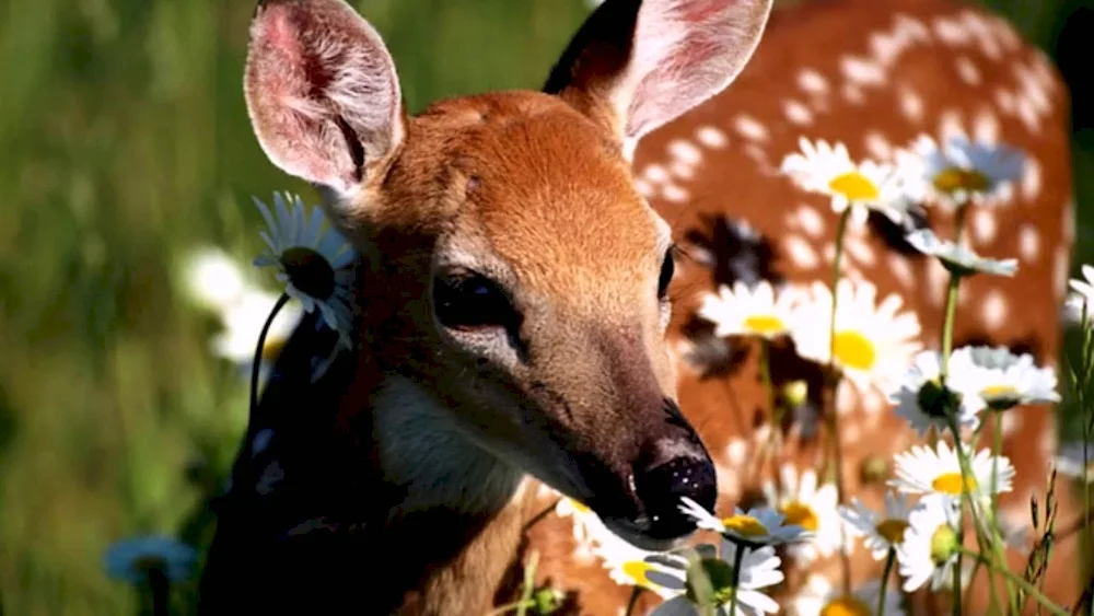 Deer fawns Reindeer Cubs