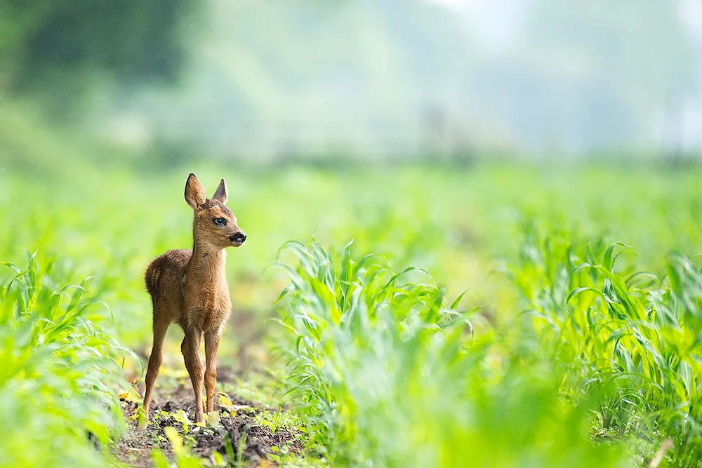 Nature and animals