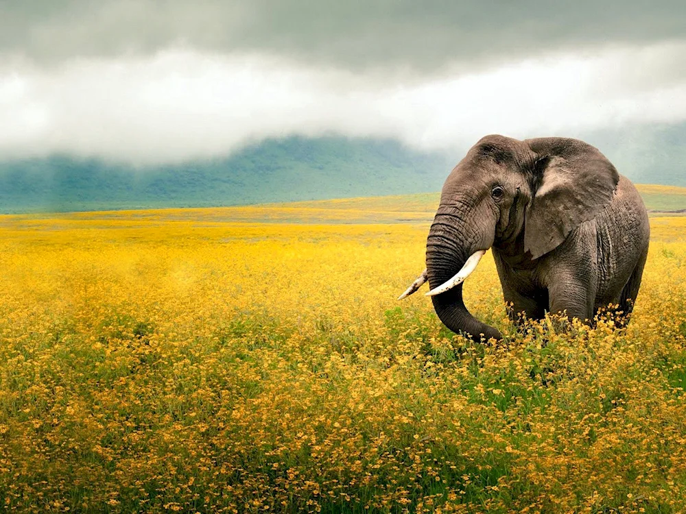 African animals