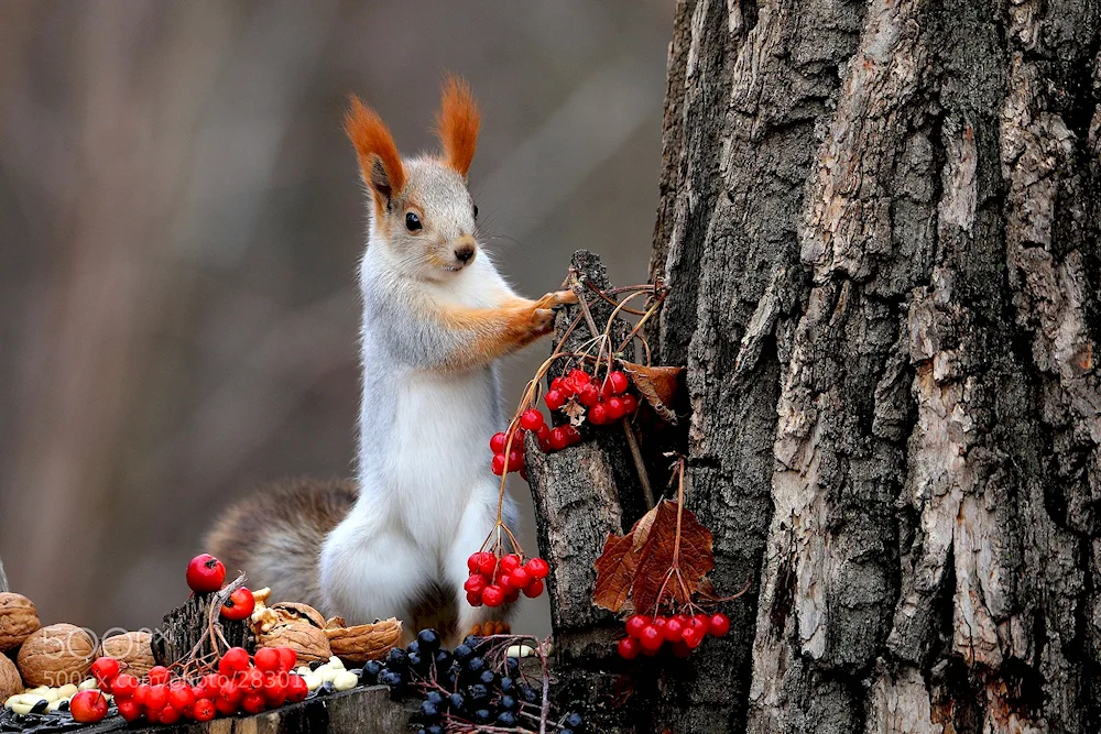 Wildlife in autumn