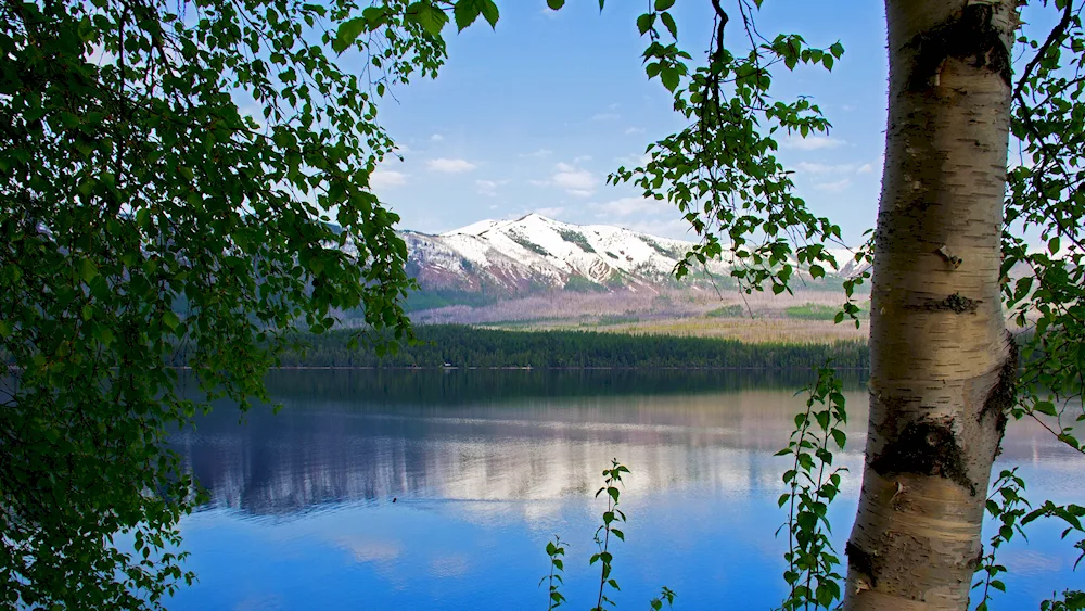 Nature of Yakutia birch trees