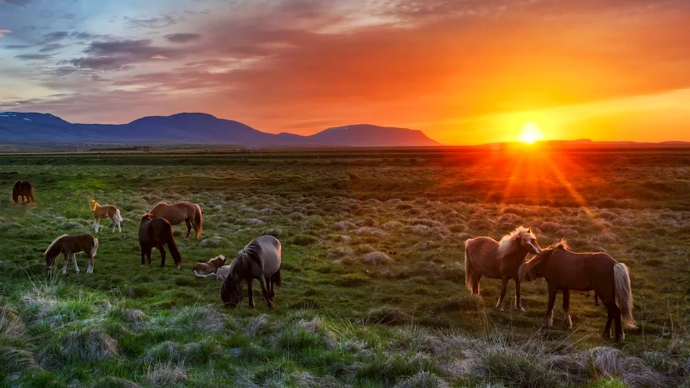 Kyrgyzstan nature herd of horses