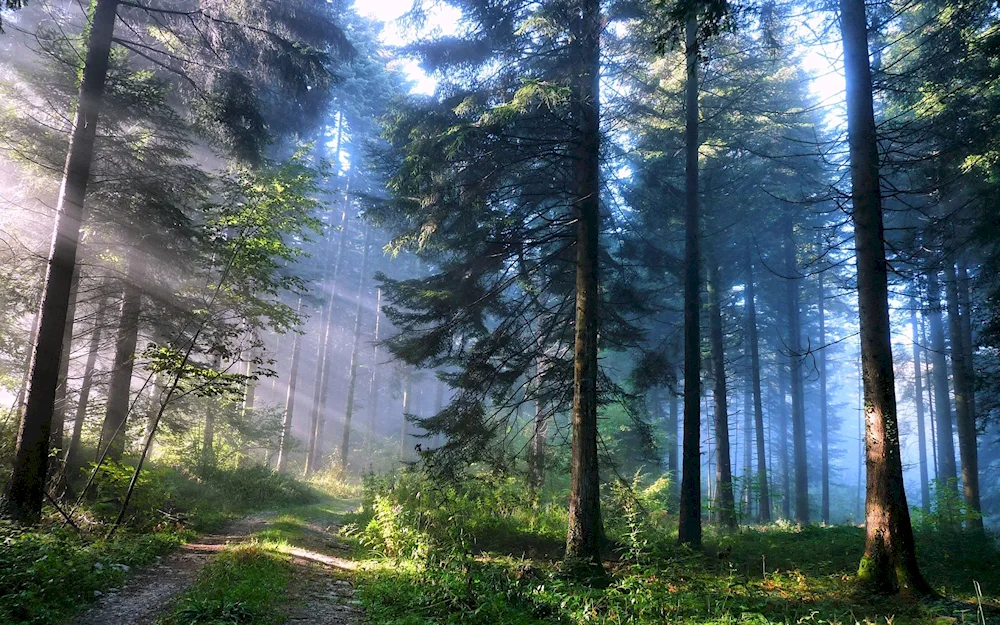 The Black Forest nature forest