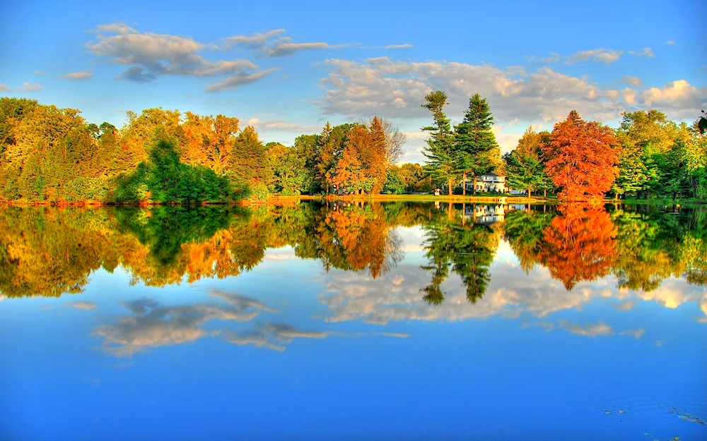 Autumn tree