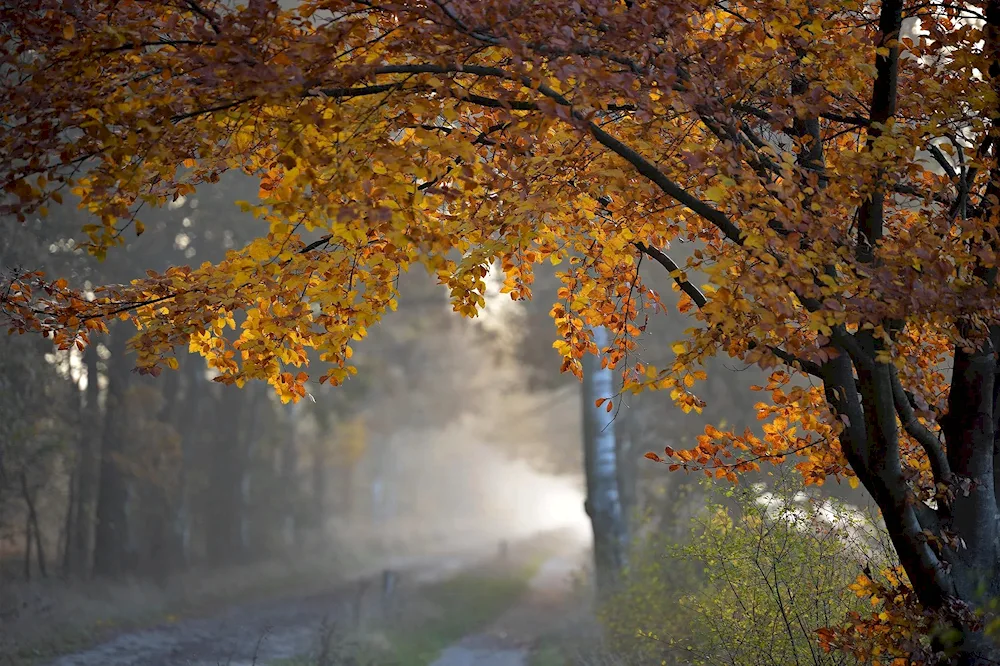 Nature Autumn