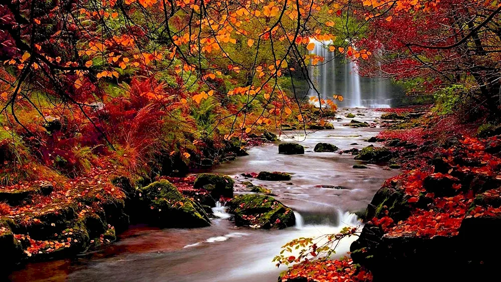 Autumn forest