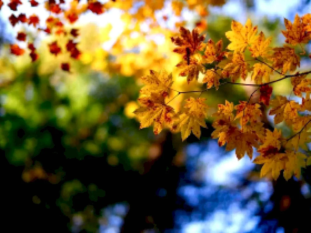 Autumn leaffall