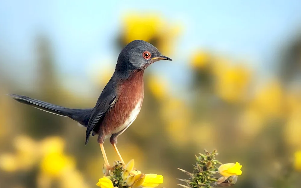 Bird nature