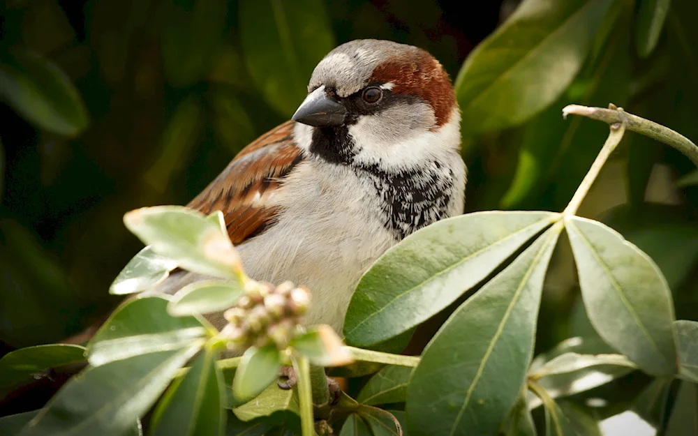 Nature birds