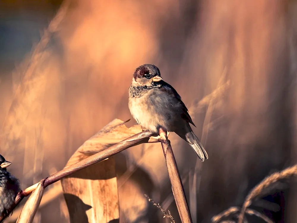 Bird Nature