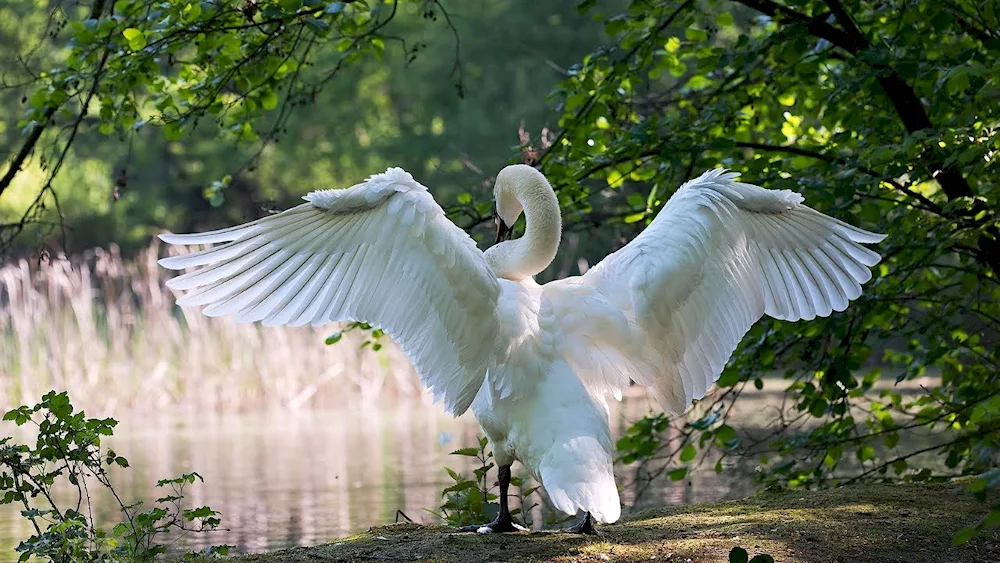 Swan photo