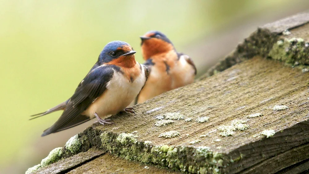 Red-necked Tit