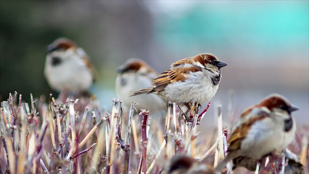 Spring Birds