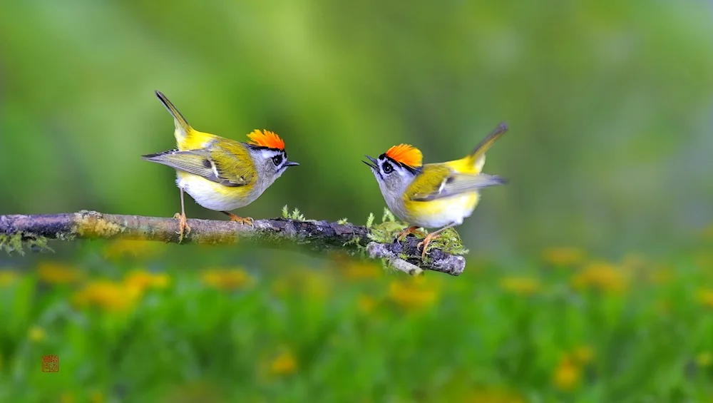 Bird on a branch