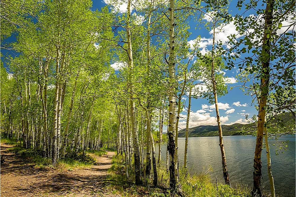 Nature of Russia Birch grove lake