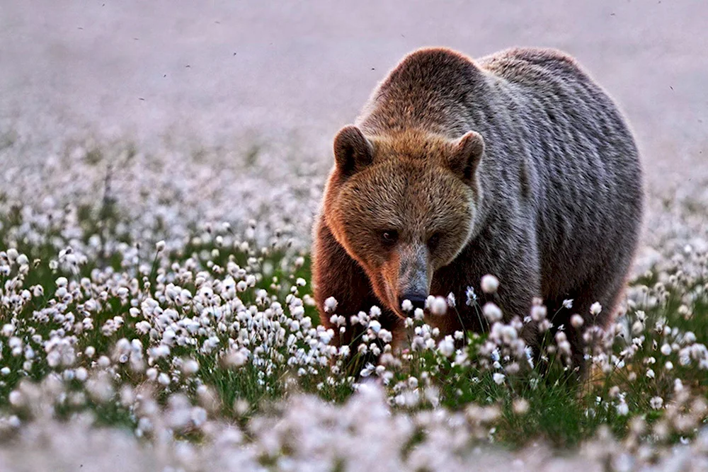 Beautiful flowers and animals