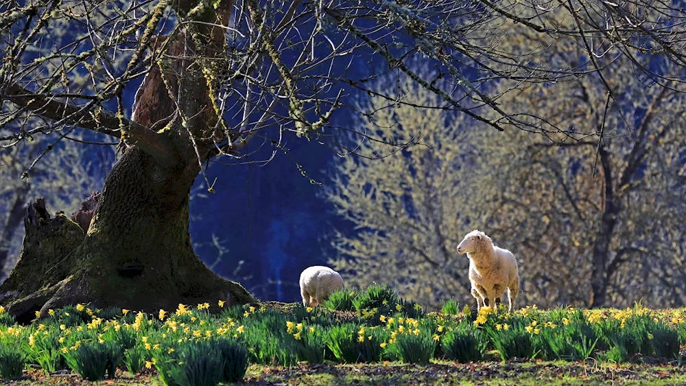 Animals in spring