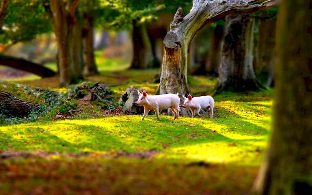 Pigs in the wild