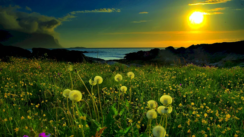 Aisha Zelenodolsky district dandelion field