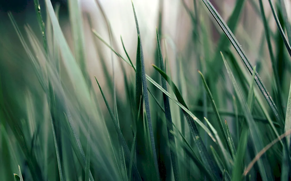 Nature grass