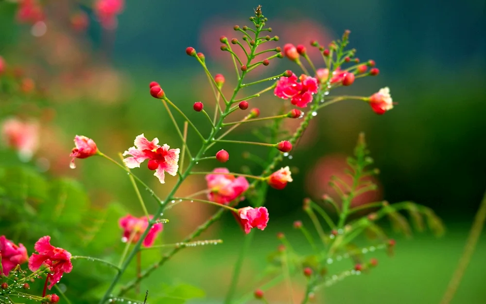 Nature flowers