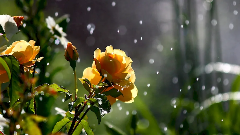 The valley of roses in the rays of the sun. sun