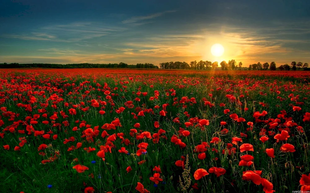 Nature Flowers