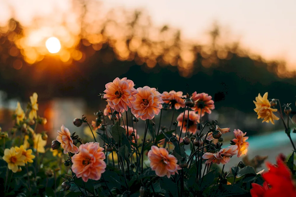 Pretty flowers