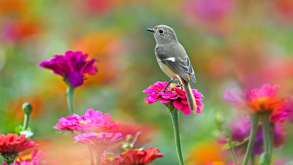 Pink flowers