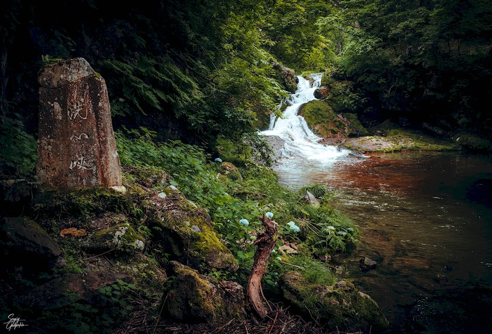 Mountain Forest