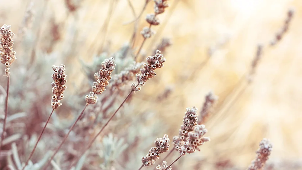 Beige flowers