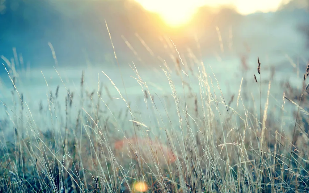 Grass and sky