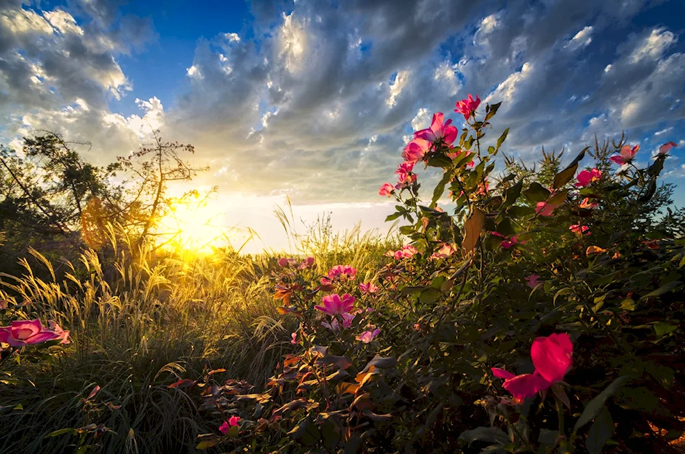 Nature sunset