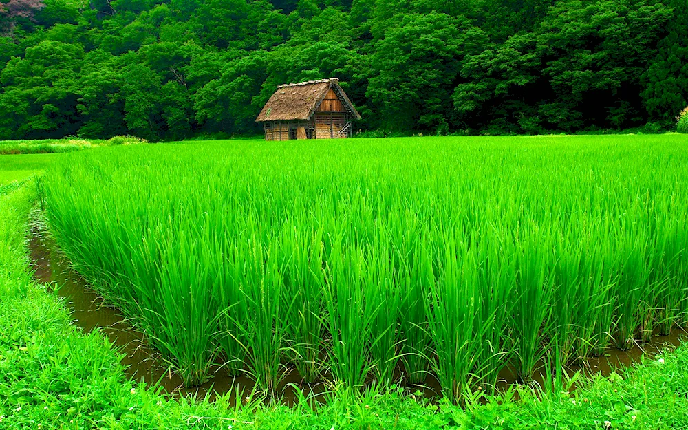 Green leaf