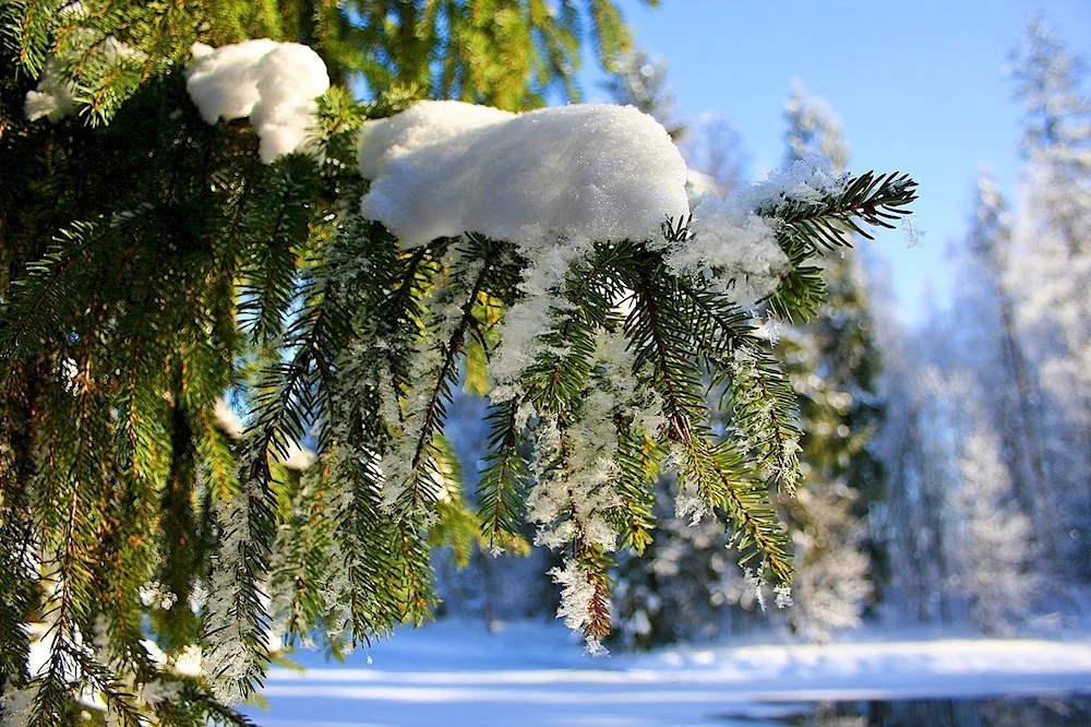 Winter landscapes