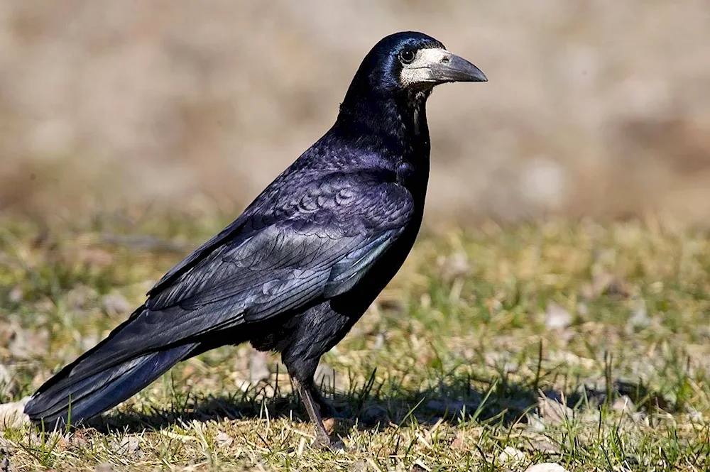 Raven Raven