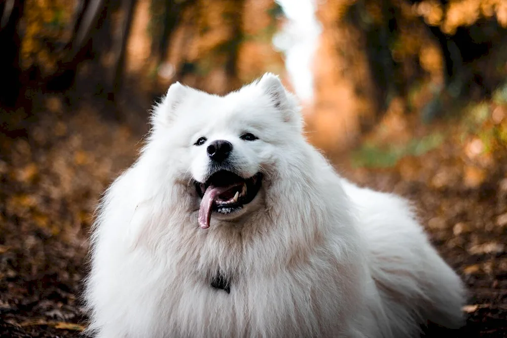 Pretty white dog