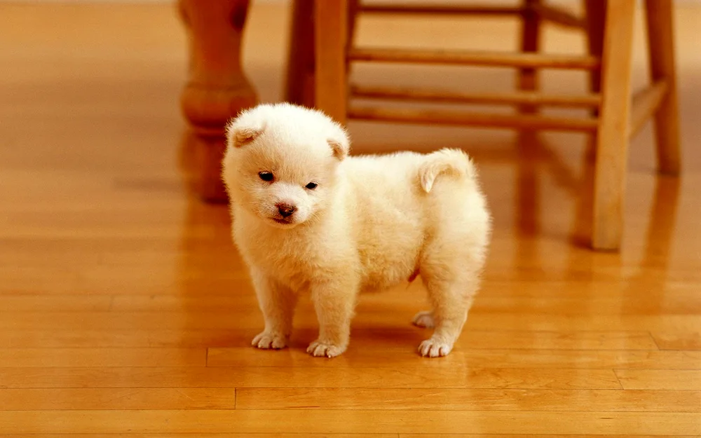 Bichon White Terrier