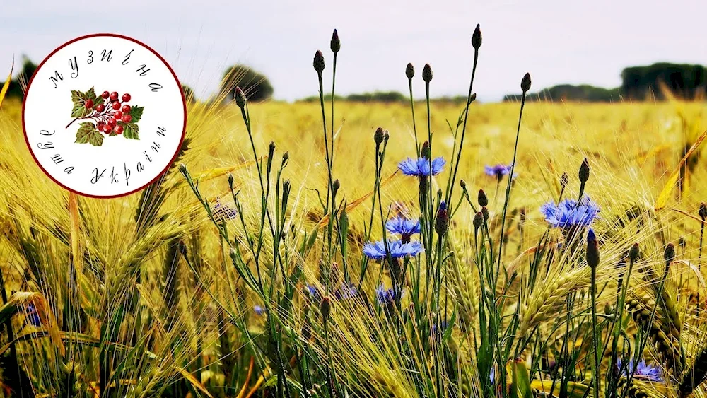 Prokudin-Gorsky cornflowers in the rye