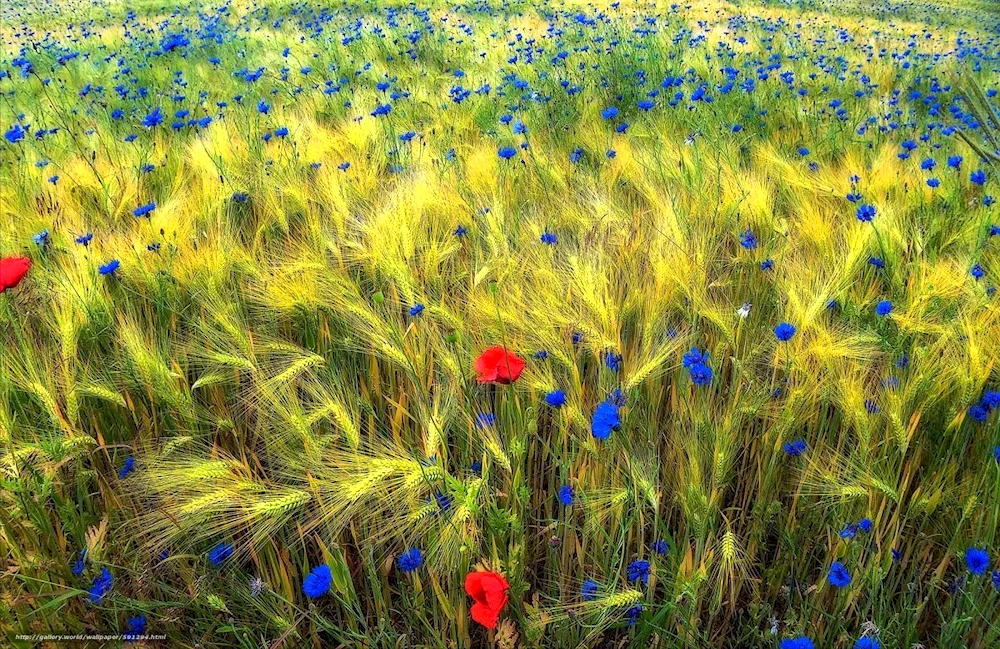 Prokudin-Gorsky cornflowers in the rye